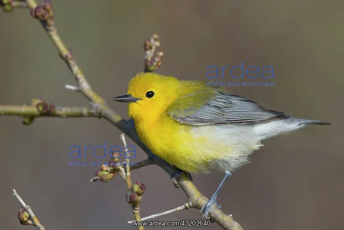 : Prothonotary Warbler : Prothonotary Warbler