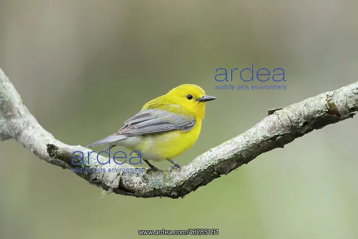 : Prothonotary Warbler : Prothonotary Warbler