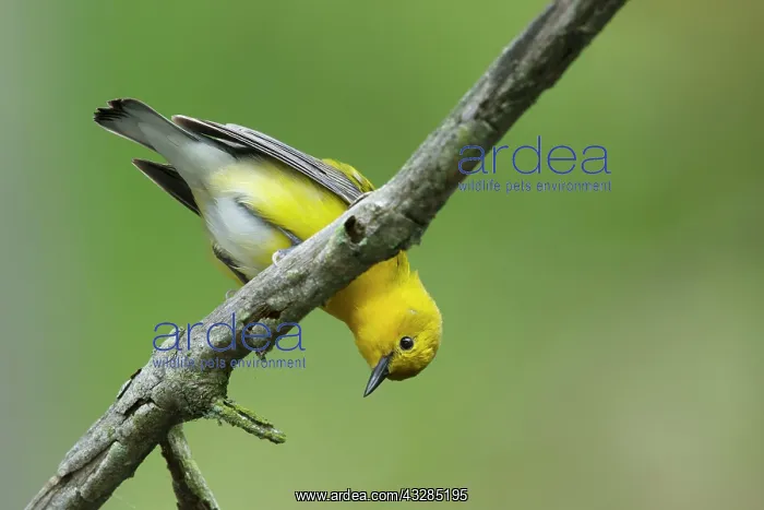  : Prothonotary Warbler