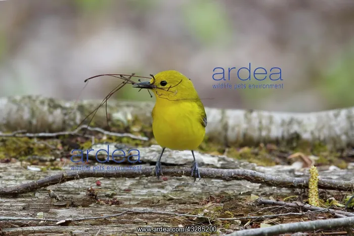 : Prothonotary Warbler - female collecting nesting material : Prothonotary Warbler - female collecting nesting material