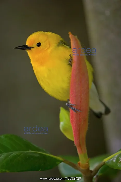  : Prothonotary Warbler - male