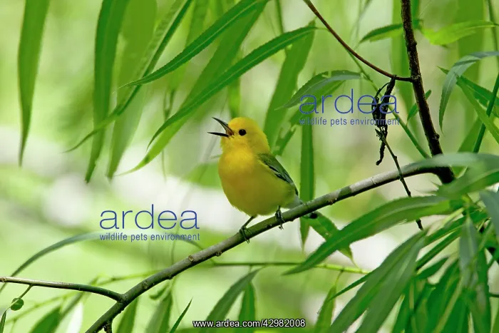 : Prothonotary Warbler - male singing : Prothonotary Warbler - male singing