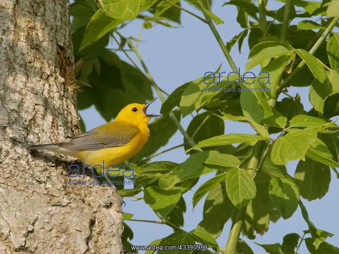 : Prothonotary Warbler - male singing Protonotaria : Prothonotary Warbler - male singing Protonotaria
