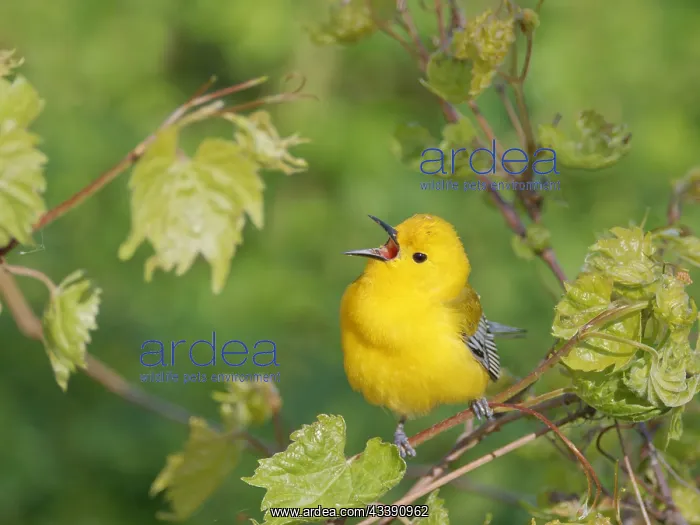 : Prothonotary Warbler - male singing Protonotaria : Prothonotary Warbler - male singing Protonotaria