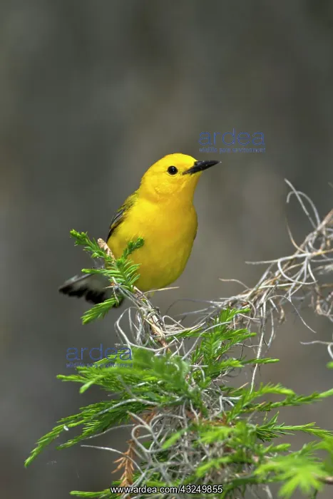 : Prothonotary Warbler (Prothonotaria citrea) : Prothonotary Warbler (Prothonotaria citrea)
