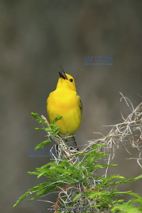 : Prothonotary Warbler (Prothonotaria citrea) : Prothonotary Warbler (Prothonotaria citrea)