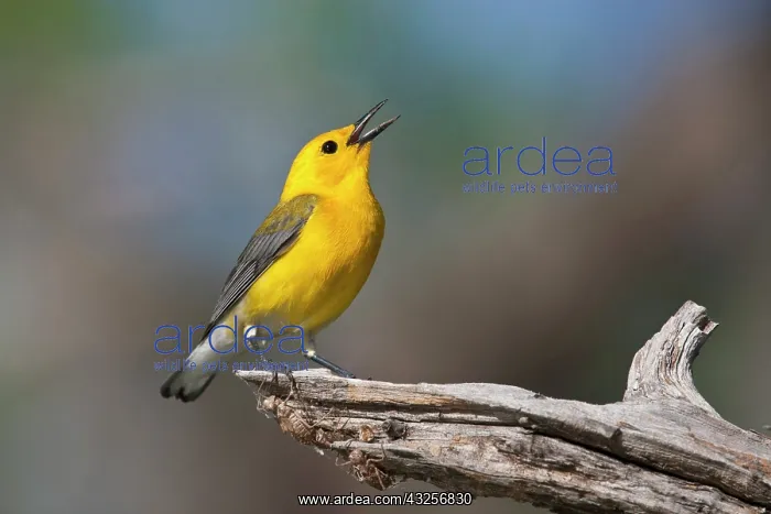 : Prothonotary Warbler (Prothonoteria citrea) : Prothonotary Warbler (Prothonoteria citrea)