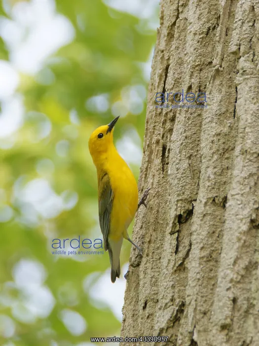 : Prothonotary Warbler Protonotaria citrea Magee Marsh : Prothonotary Warbler Protonotaria citrea Magee Marsh