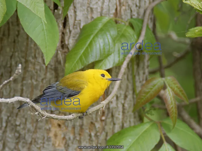 : Prothonotary Warbler Protonotaria citrea Magee Marsh : Prothonotary Warbler Protonotaria citrea Magee Marsh