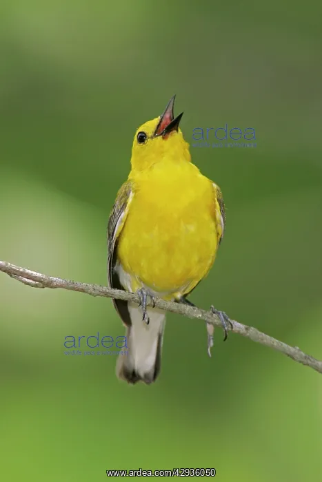  : Prothonotary Warbler - spring plumage