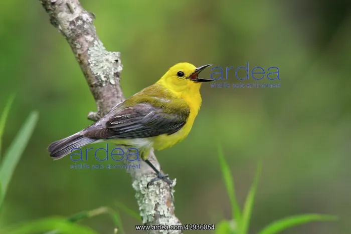  : Prothonotary Warbler - spring plumage