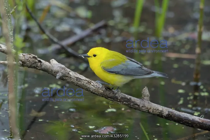 : Prothonotary Warbler - over watery habitat : Prothonotary Warbler - over watery habitat