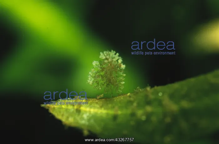 : Protist (Campanella umbellaria) close up : Protist (Campanella umbellaria) close up