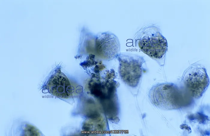 : Protist (Campanella umbellaria) close up : Protist (Campanella umbellaria) close up