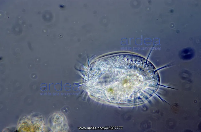 : Protist (Euplotes patella) close up of single p : Protist (Euplotes patella) close up of single p
