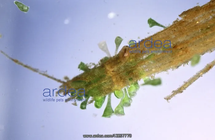 : Protist (Stentor polymorphus) close up : Protist (Stentor polymorphus) close up