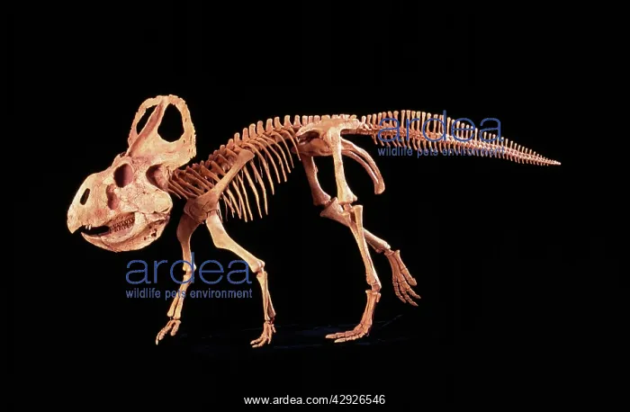 : Protoceratops Dinosaur : Protoceratops Dinosaur