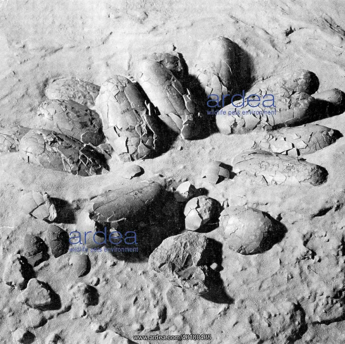 : Protoceratops Eggs, Cretaceous Dinosaur : Protoceratops Eggs, Cretaceous Dinosaur