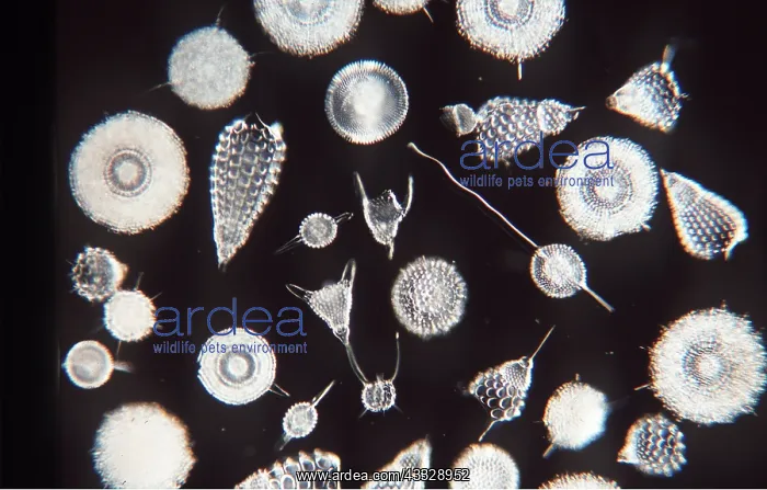 : PROTOZOA : PROTOZOA