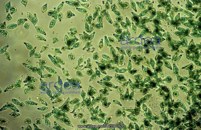 : Protozoa - x 50 magnification : Protozoa - x 50 magnification