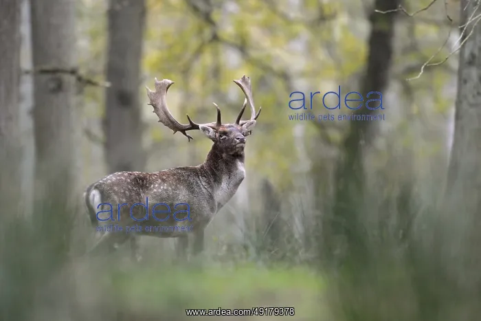 : Proud warrior... Fallow deer (Dama dama) standing in the undergrowth in the forest : Proud warrior... Fallow deer (Dama dama) standing in the undergrowth in the forest