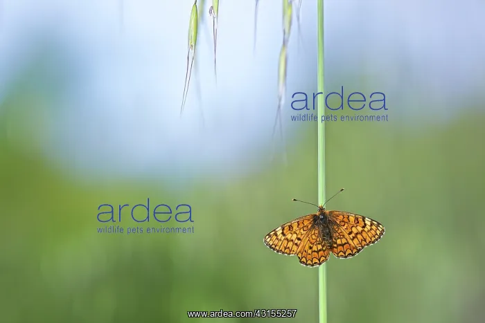 : Proven aal Fritillary : Proven aal Fritillary