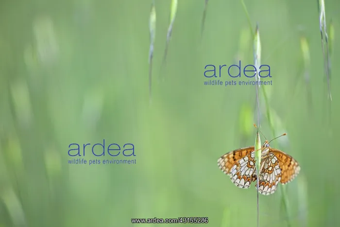 : Proven aal Fritillary : Proven aal Fritillary