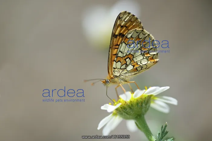 : Proven aal Fritillary