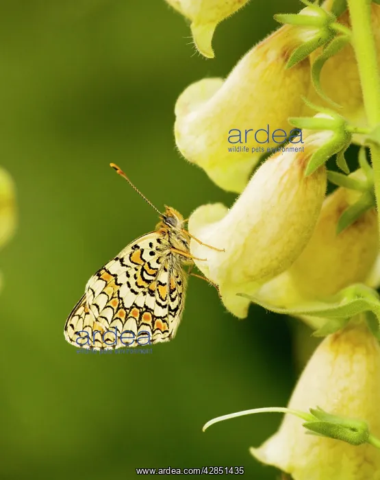 : Provencal Fritillary - female, settled on Large : Provencal Fritillary - female, settled on Large