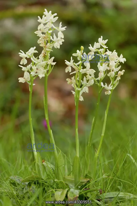 : Provence Orchids - in flower : Provence Orchids - in flower