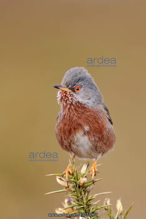 : Provence Warbler, dartford warblers (Sylvia undata) : Provence Warbler, dartford warblers (Sylvia undata)