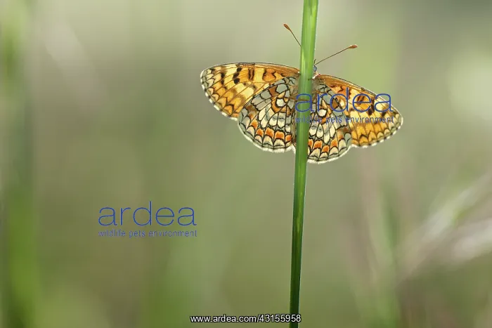 : Provenial Fritillary : Provenial Fritillary