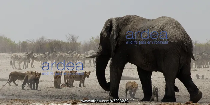 : The proverbial king of beasts, even in group, when facing el : The proverbial king of beasts, even in group, when facing el