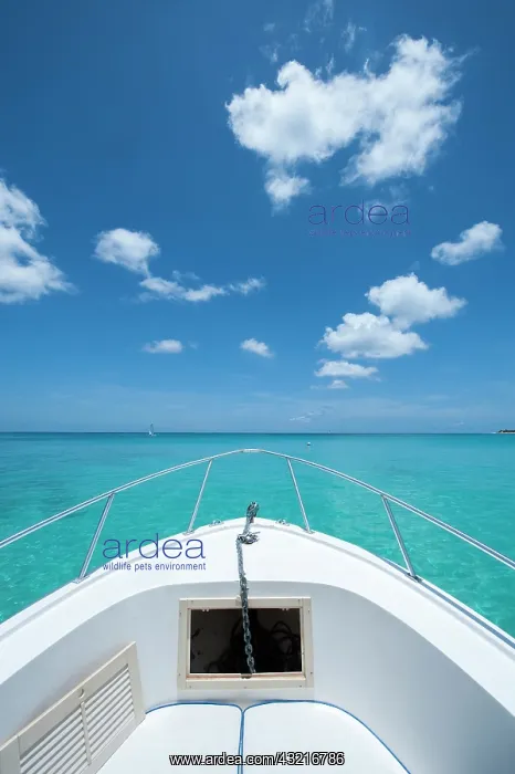 : Prow of a pleasure boat at anchor in Grand Case : Prow of a pleasure boat at anchor in Grand Case