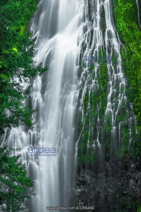 : Proxy Falls, Three Sisters Wilderness, Oregon, USA : Proxy Falls, Three Sisters Wilderness, Oregon, USA