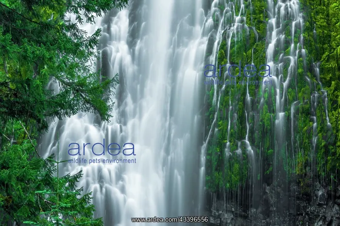 : Proxy Falls, Three Sisters Wilderness, Oregon, USA : Proxy Falls, Three Sisters Wilderness, Oregon, USA