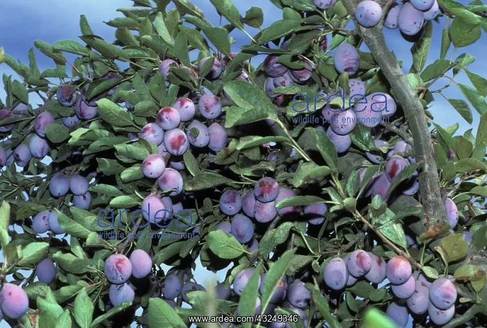 : Prunes ready for harvest : Prunes ready for harvest