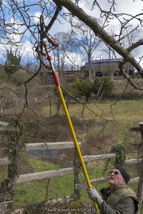 : Pruning an apple tree in late winter, Moselle, France : Pruning an apple tree in late winter, Moselle, France