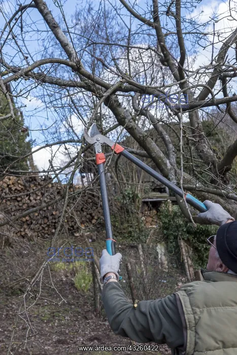 : Pruning an apple tree in late winter, Moselle, France : Pruning an apple tree in late winter, Moselle, France
