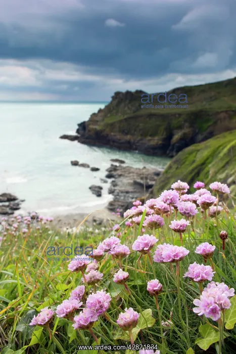 : Prussia Cove - with Thrift in foreground : Prussia Cove - with Thrift in foreground