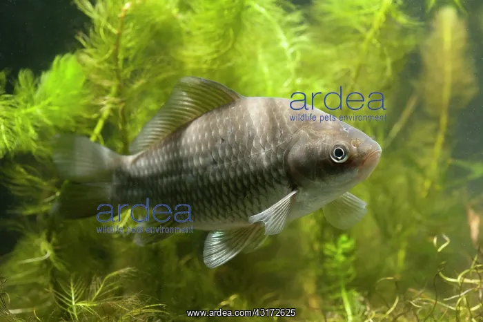 : Prussian Carp : Prussian Carp