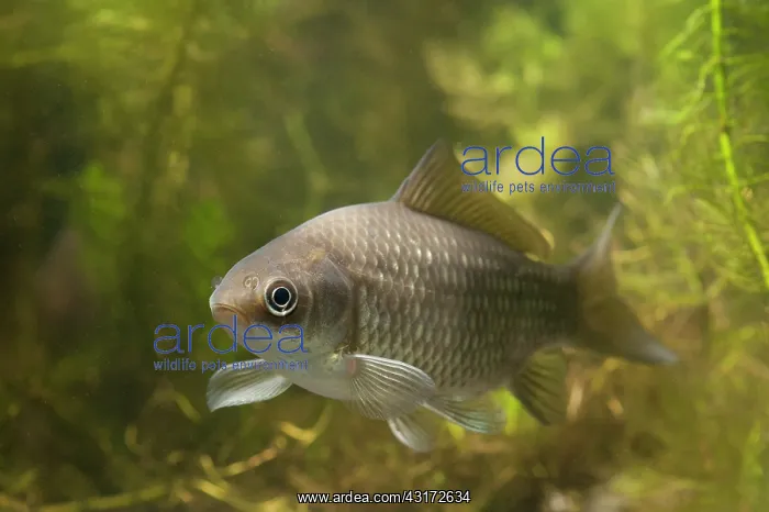 : Prussian Carp : Prussian Carp