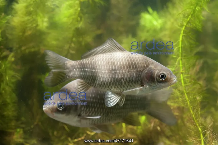 : Prussian Carp : Prussian Carp