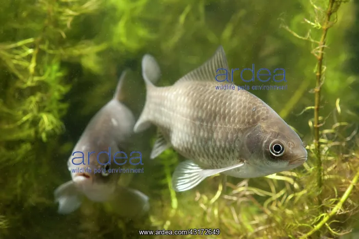 : Prussian Carp : Prussian Carp