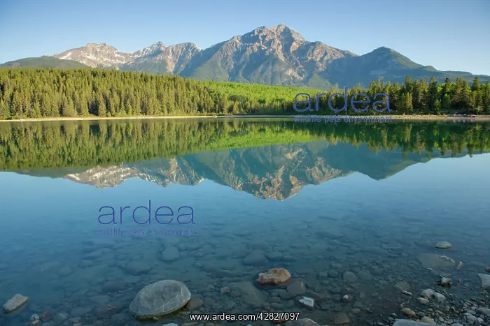  : Pryamid Mountain reflected in Patricia Lake