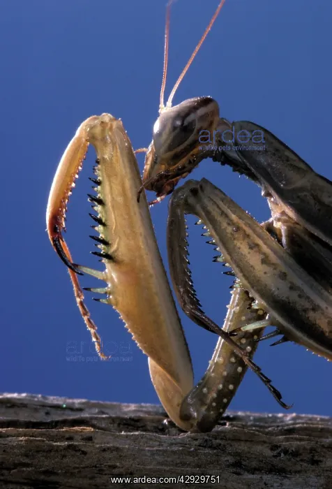 : Prying Mantis - head and front legs : Prying Mantis - head and front legs