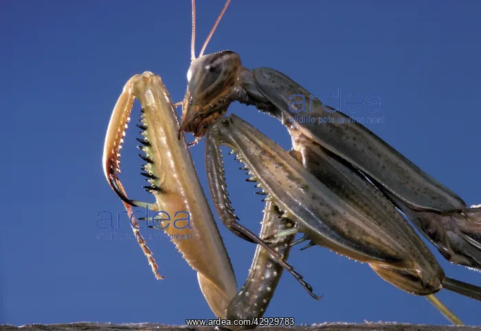 : Prying Mantis - head and front legs : Prying Mantis - head and front legs