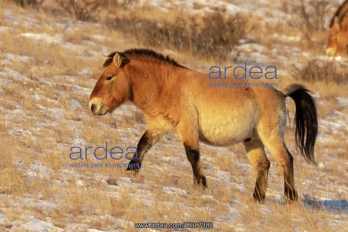 : PRZEWALSKI HORSE : PRZEWALSKI HORSE