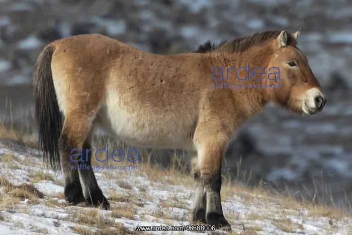 : PRZEWALSKI HORSE : PRZEWALSKI HORSE