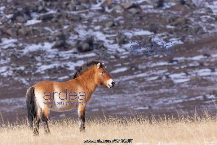 : PRZEWALSKI HORSE : PRZEWALSKI HORSE